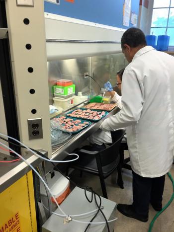 Researchers conducting shelf life research in the lab inoculating chicken wings with spoilage yeast